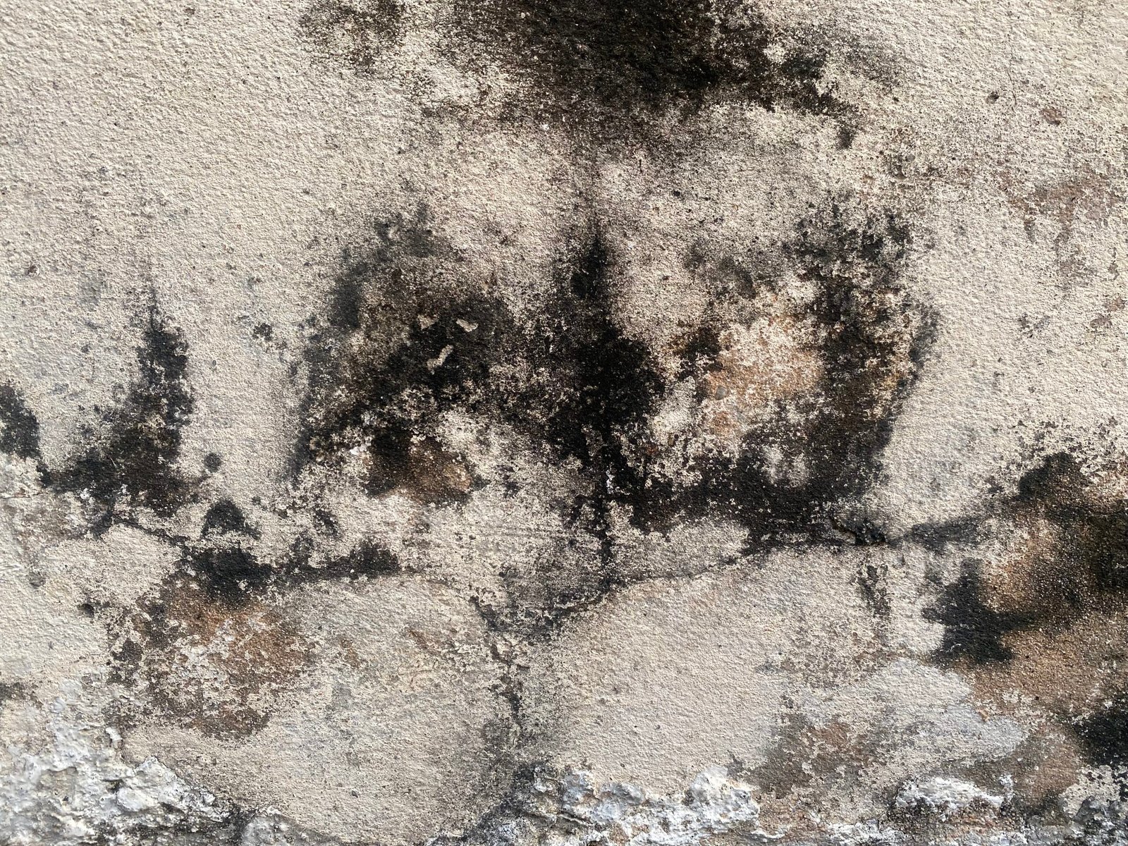 Mold Damage